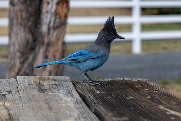 Geai de Steller, avec ses belles plumes bleues et sa crête fine, également connu sous le nom de Geai à longues crêtes, Geai de montagne et Geai de pin. - Photo, image
