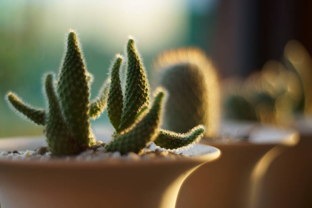 Bella pianta di cactus come sfondo - Foto, immagini