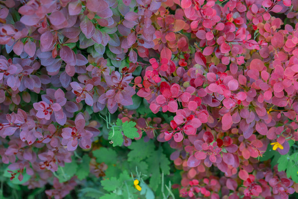 Background of multi-colored leaves of bushes in a summer park. Soft focus. - 写真・画像
