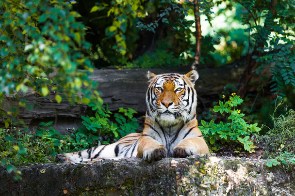 Beautiful Tiger lying - Фото, изображение
