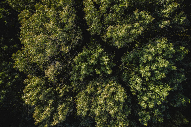 Aerial view. Autumn forest. Drone flyover. Brown canopy of trees from above - Valokuva, kuva