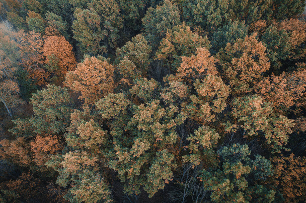 Forest aerial view. Autumn wild nature scene. Brown canopy of trees from above - Fotografie, Obrázek