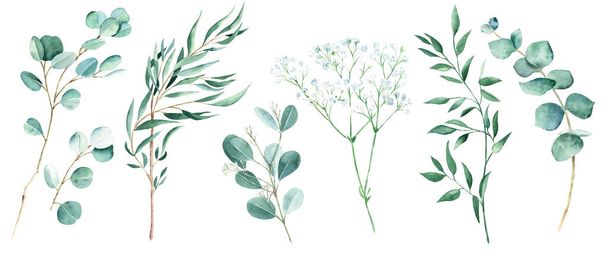 緑色のユーカリ、ピスタチオ、ジプシーの枝が白い背景に孤立しています。ウィロー、シルバードル、ブルー、ベビー、そしてユーカリの種。水彩緑セット - 写真・画像