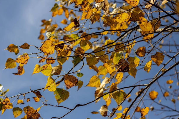 Barvy listí na podzim. říjen - Fotografie, Obrázek