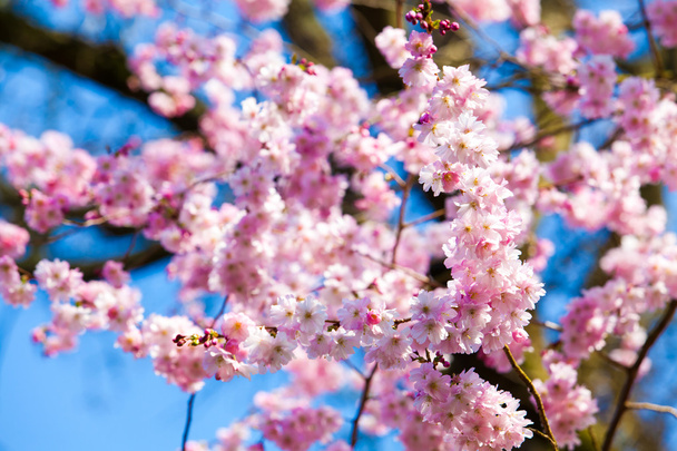 Pink sakura flowers - Fotó, kép