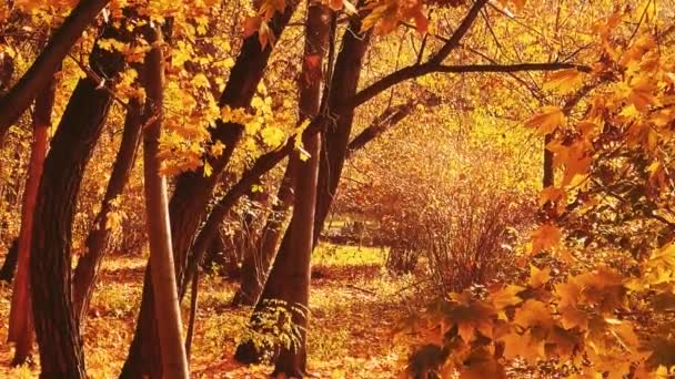Luonto, maisema ja ympäristö, syksyn kultainen maisema syksyllä puita, lehtiä ja lehtiä syksyllä kuin viehättävä kausiluonteinen loma tausta kohtaus - Materiaali, video