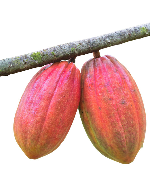 Kakaoschote auf dem Baum - Foto, Bild