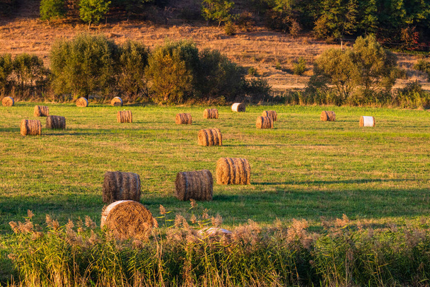 Golden hay bales. Agricultural parcels of different crops and hay roll - Photo, Image