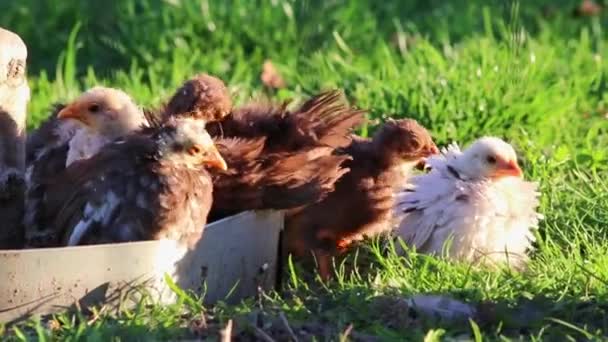 Moederkippen met kleine baby kippen op biologische boerderij leven als scharrelkip op biologische landbouwgrond voor pluimveehouderij met moederdieren voor pasgeboren kippen als tamme vogels op de boerderij - Video