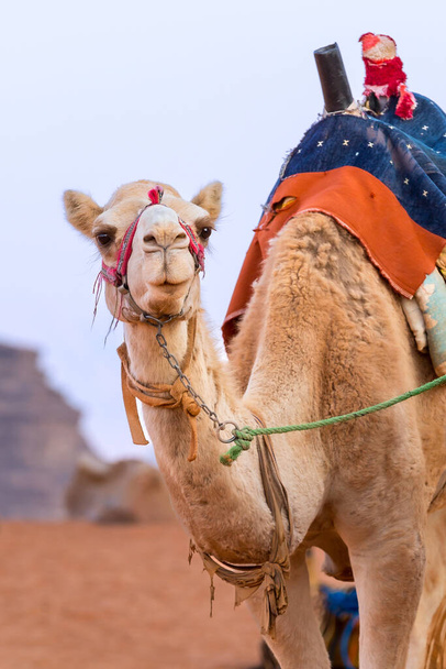 Camel with saddle standing in Jordan desert Wadi Rum, close-up portrait - Foto, imagen