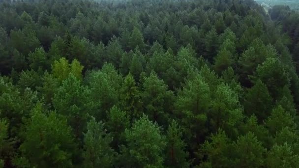 Uma miríade de árvores verdes. Clip.Uma visão panorâmica dos abetos e pinheiros com ramos verdes frescos. Imagens 4k de alta qualidade - Filmagem, Vídeo