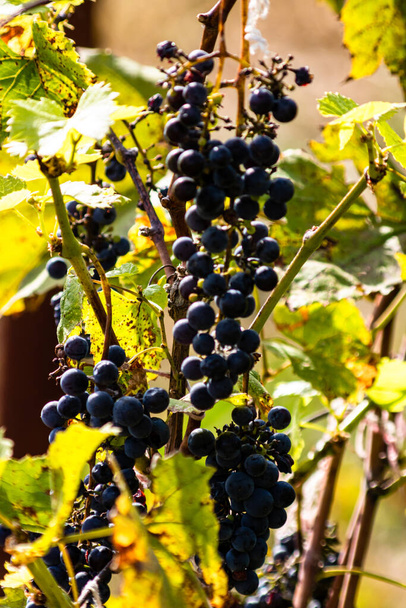 Ramo de uva de vino negro sobre fondo verde viñedo natural jardín - Foto, imagen