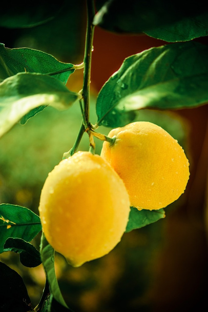 limon ağacı dalı - Fotoğraf, Görsel