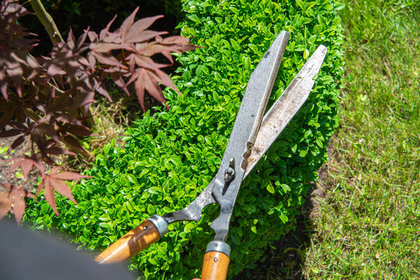 Work in the garden. The man cuts branches and bushes with a pruner. Concept of caring for the garden. - Photo, Image