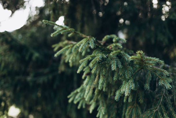Beautiful fir branches. Christmas wallpaper concept. Copy space. Natural coniferous background texture. - Foto, Imagem