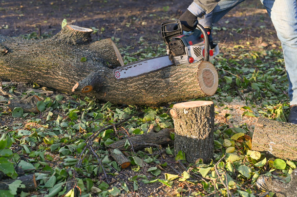 Serrar uma árvore no jardim com uma motosserra. - Foto, Imagem