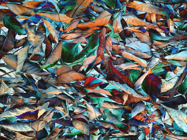 Abstracto. Hojas de árbol de otoño con un efecto de color modificado. - Foto, Imagen