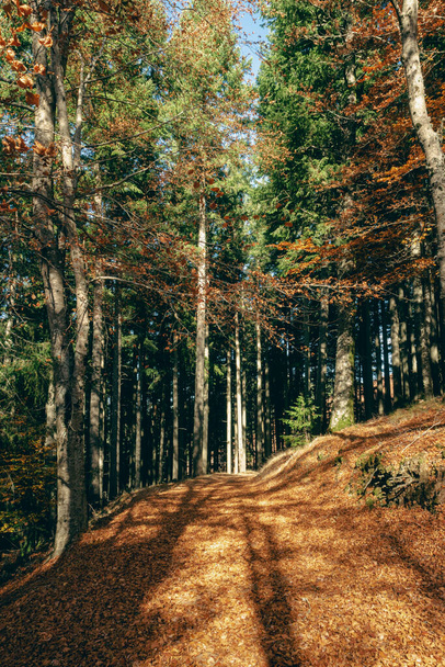 Sao Lourenco Bosque de haya, hojas de sendero caen en el paisaje del suelo en el fondo otoñal en noviembre, Manteigas, Serra da Estrela, Portugal. - Foto, Imagen