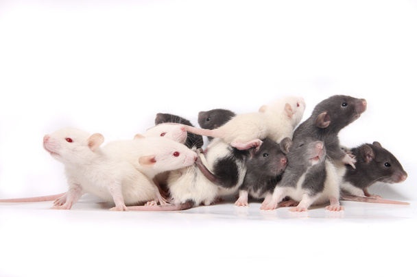 Bebé ratas
 - Foto, Imagen