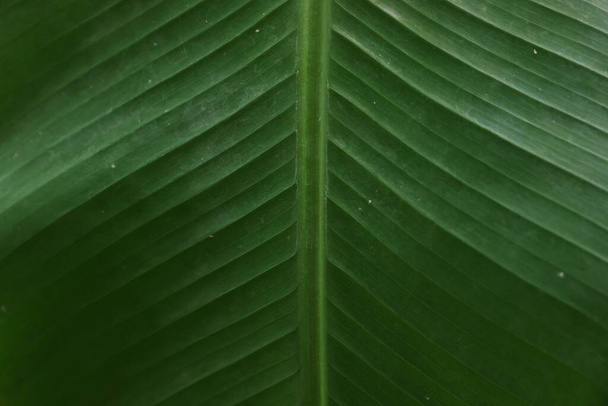 Closeup view of fresh green banana leaf as background - Foto, imagen