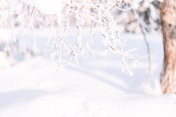Venku strom v chraplavé pozadí proti sněhové závěje. - Fotografie, Obrázek