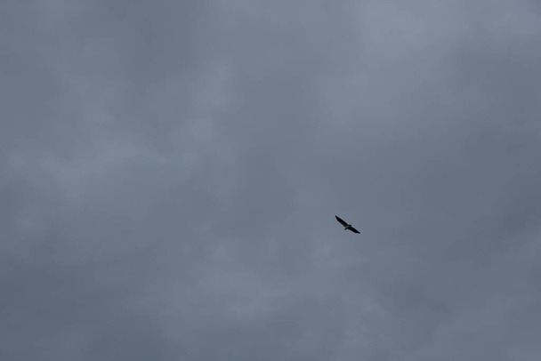 distancia cielo un águila volando alto sobre el horizonte mar. - Foto, Imagen