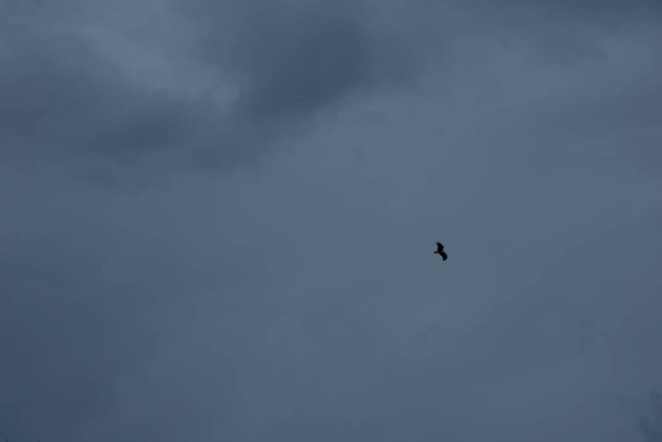 distance sky an eagle flying high above the horizon sea. - Photo, Image