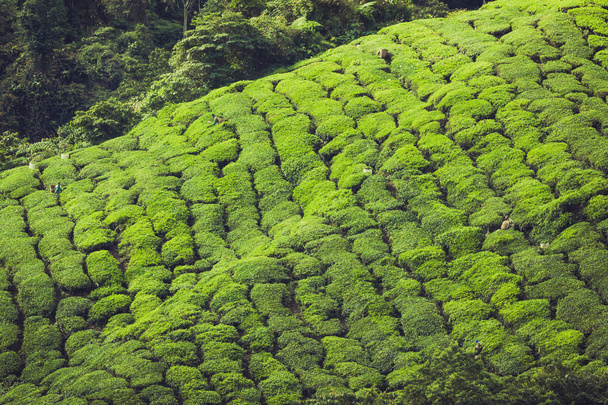Landscape view of Tea Plantation in Cameron Highland - Fotó, kép