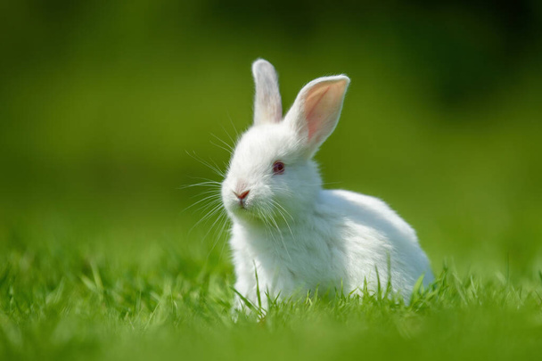 Vtipný bílý králík na jarní zelené trávě. Koncept farmy - Fotografie, Obrázek
