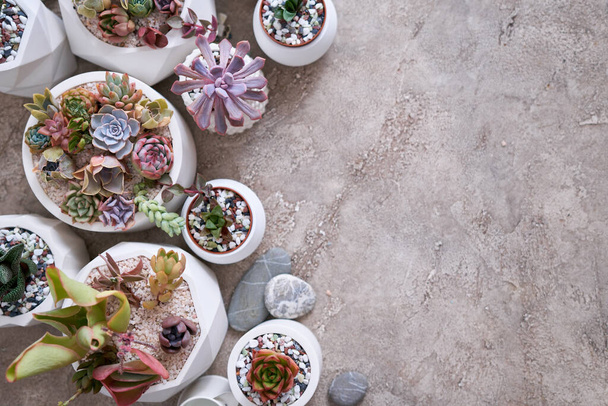 pots with groups of houseplants on concrete table - Echeveria and Pachyveria opalina Succulents. - Photo, image