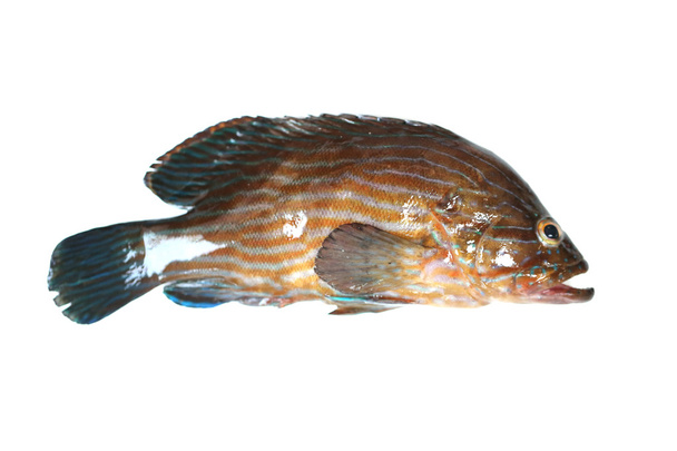 Verse Grouper vis. - Foto, afbeelding
