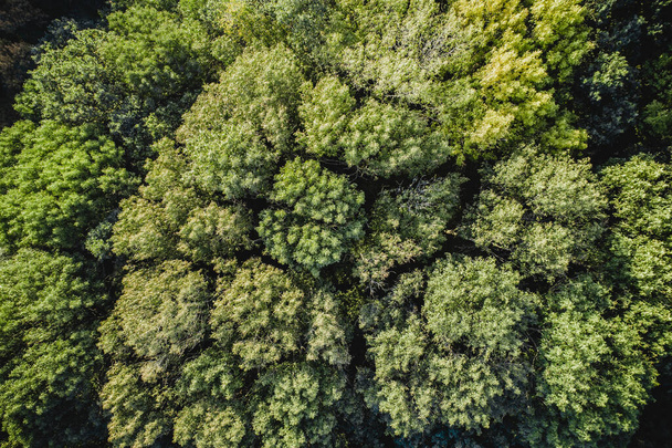 Вид с воздуха. Осенний лес. Вид сверху на беспилотник. Коричнево-зеленый навес деревьев сверху - Фото, изображение
