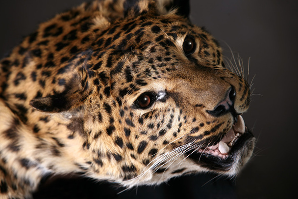 léopard - Photo, image