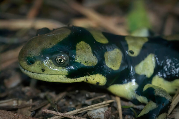 Primo piano naturale della salamandra tigre barrata, Ambystoma mavortium seduta a terra - Foto, immagini