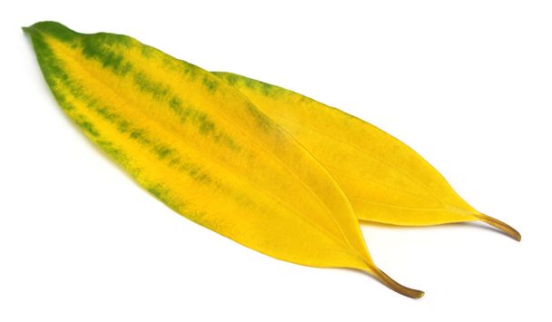 Decorative cassia leaves - Фото, зображення