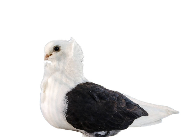 Черная пятнистая белая чайка голубя изолированы на белом - Фото, изображение