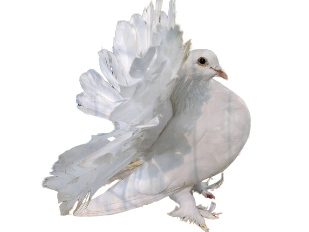 White dove isolated on white background. White pigeon - Photo, Image