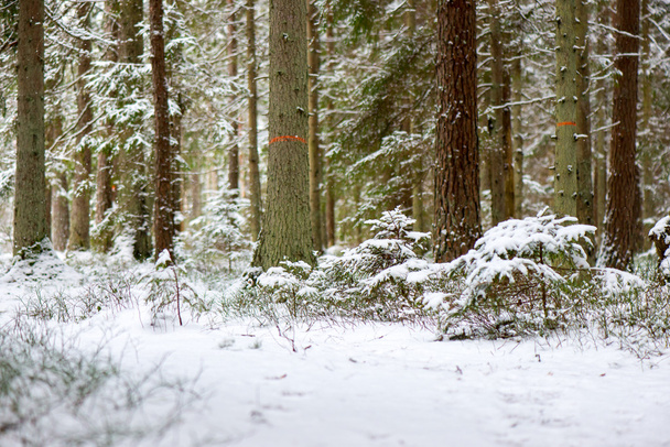 snowy winter forest with snow covered trees - Foto, Imagem