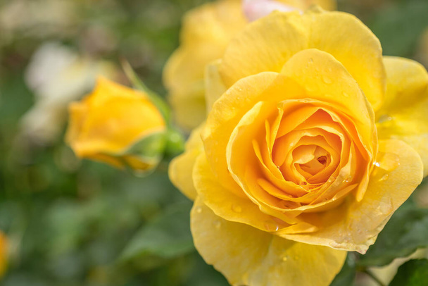 Κλείσιμο του Κίτρινου Απολύτως Θαυμάσιο Τριαντάφυλλο με επιλεκτική εστίαση - Φωτογραφία, εικόνα
