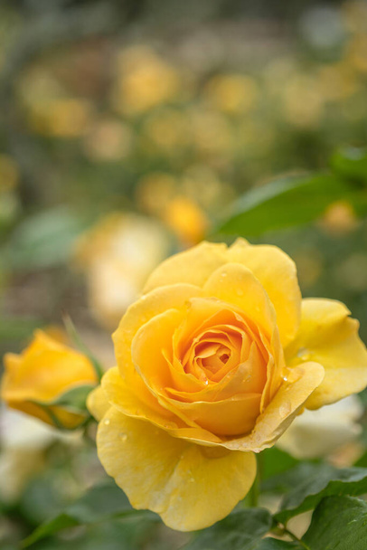 Κλείσιμο του Κίτρινου Απολύτως Θαυμάσιο Τριαντάφυλλο με επιλεκτική εστίαση - Φωτογραφία, εικόνα
