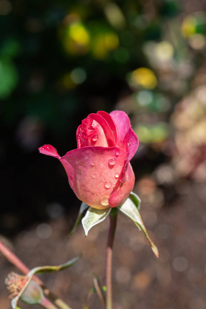 Крупним планом рожевий тихоокеанський Glory Rose Bud з вибірковим фокусом
 - Фото, зображення