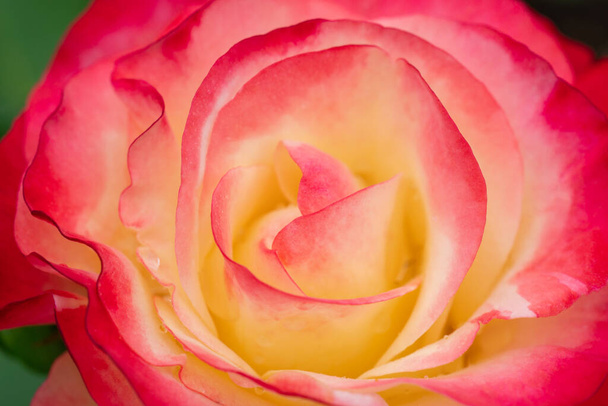 Gros plan de Tropical Delight Rose Bloom avec mise au point sélective - Photo, image