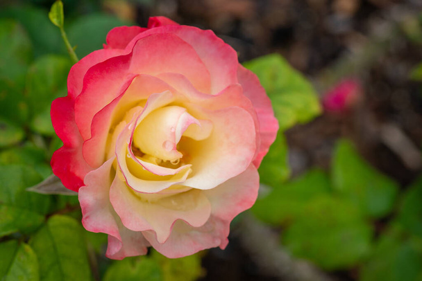Κλείσιμο του Tropical Delight Rose Bloom με επιλεκτική εστίαση - Φωτογραφία, εικόνα