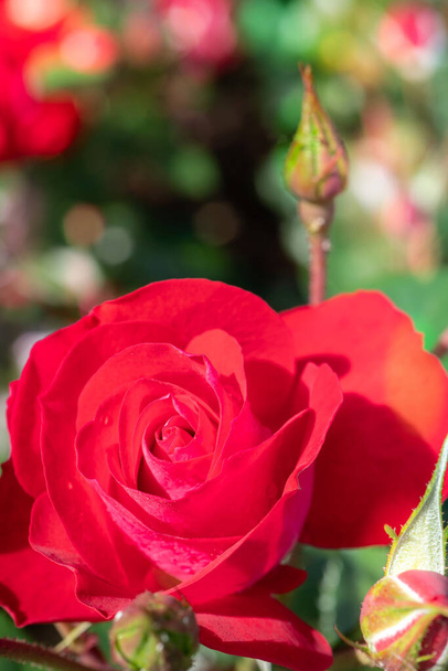 Vad cseresznye rózsa virág közelsége szelektív fókusszal - Fotó, kép