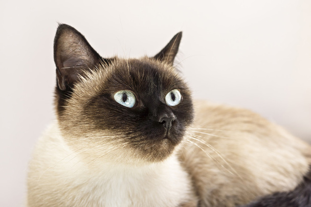 Portret kota syjamskiego - Zdjęcie, obraz
