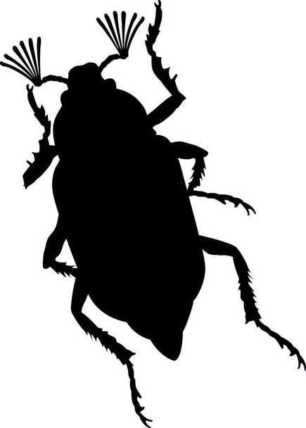Maybug, graphic vector illustration - Vector, Image