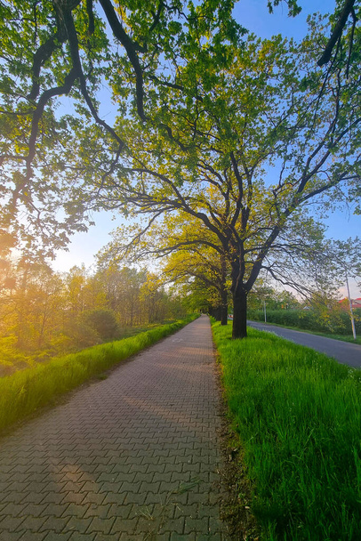 Bellissimo percorso a piedi lungo il verde e durante l'alba - Foto, immagini