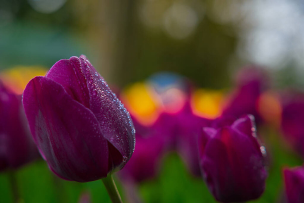 Purple tulip and raindrops. Spring flowers background photo. Spring bloom or blossom concept. - 写真・画像