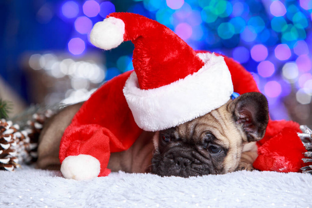 puppy dog breed french bulldog in a red Christmas hat - Zdjęcie, obraz