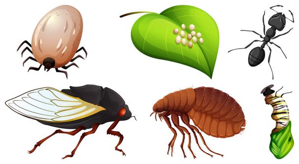 Collection d'illustrations vectorielles de différents insectes - Vecteur, image